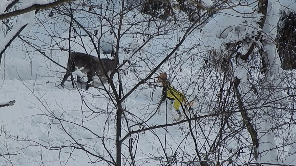 サルーキ　れぴ！一緒に居るのは日本カモシカさん♪（Saluki)