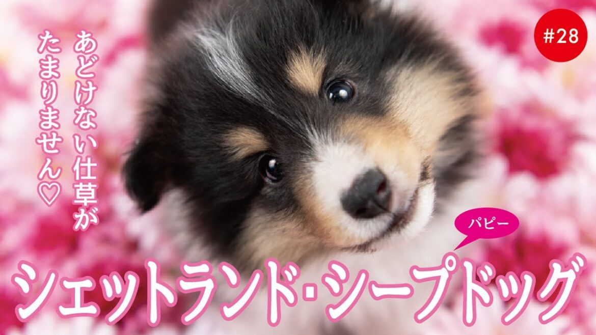 かわいいシェットランドシープドッグ（シェルティ）の子犬たち #28 Shetland Sheepdog