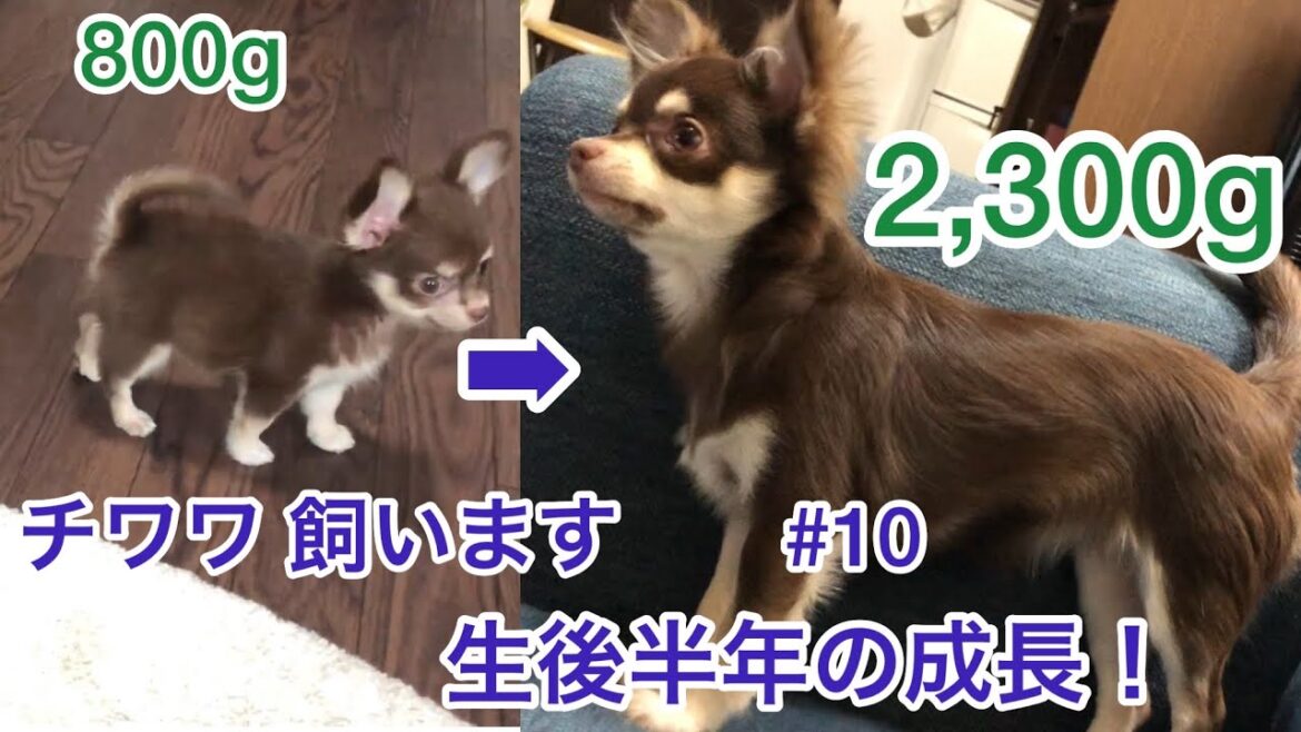チワワ 飼います#10生誕半年の成長【生誕祭】【成長記録】