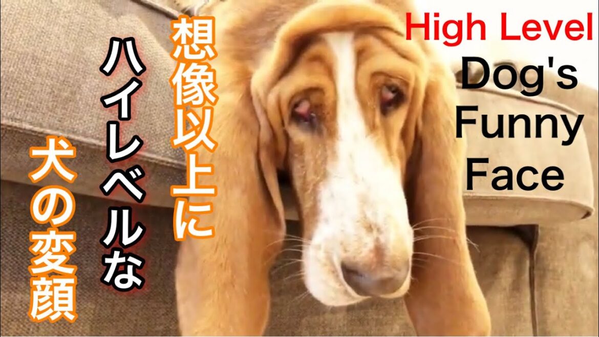 バセットハウンド 愛犬の変顔が想像以上にレベルが高かったw Japanese dog Basset hound