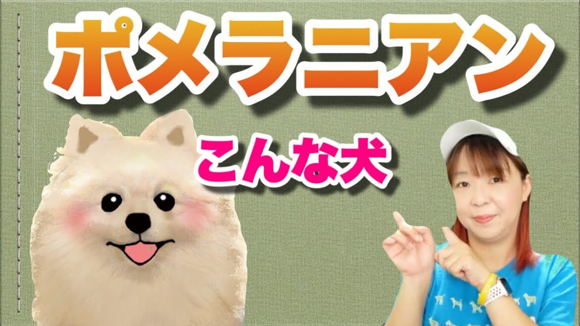 ポメラニアンってこんな犬! ドッグトレーナーが解説します