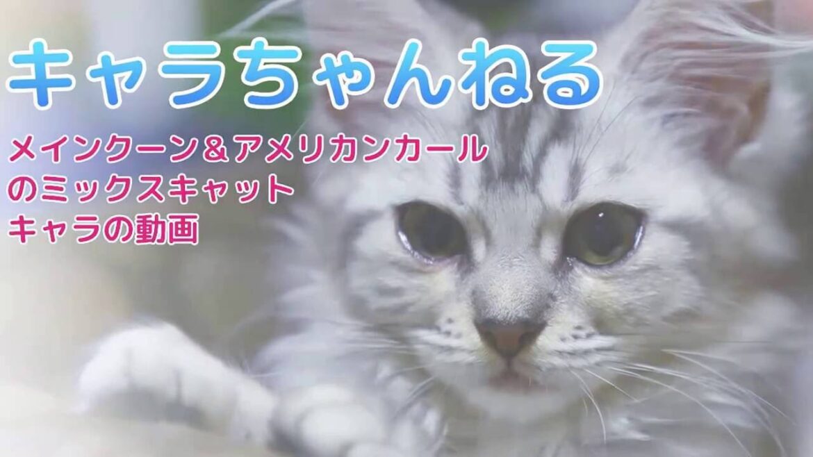 【メインクーン＆アメリカンカール】のミックス猫がやってきた♪