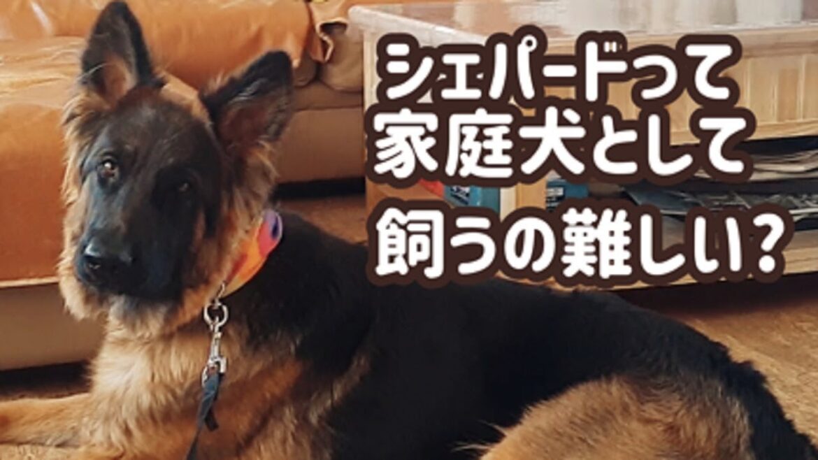 【ジャーマンシェパード】使役犬を家庭犬として飼うのは簡単？それとも難しい？