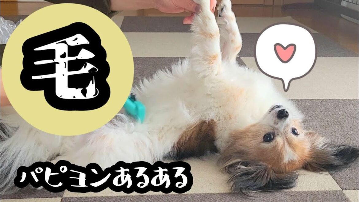 【パピヨンあるある】良く言われている『パピヨンはシングルコートだから抜け毛が少ない』・・・抜けます😓
