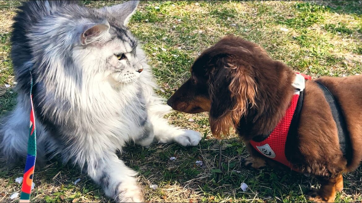 【メインクーン】デカイ猫とはじめてのお散歩をしたら、まさかの遭遇！