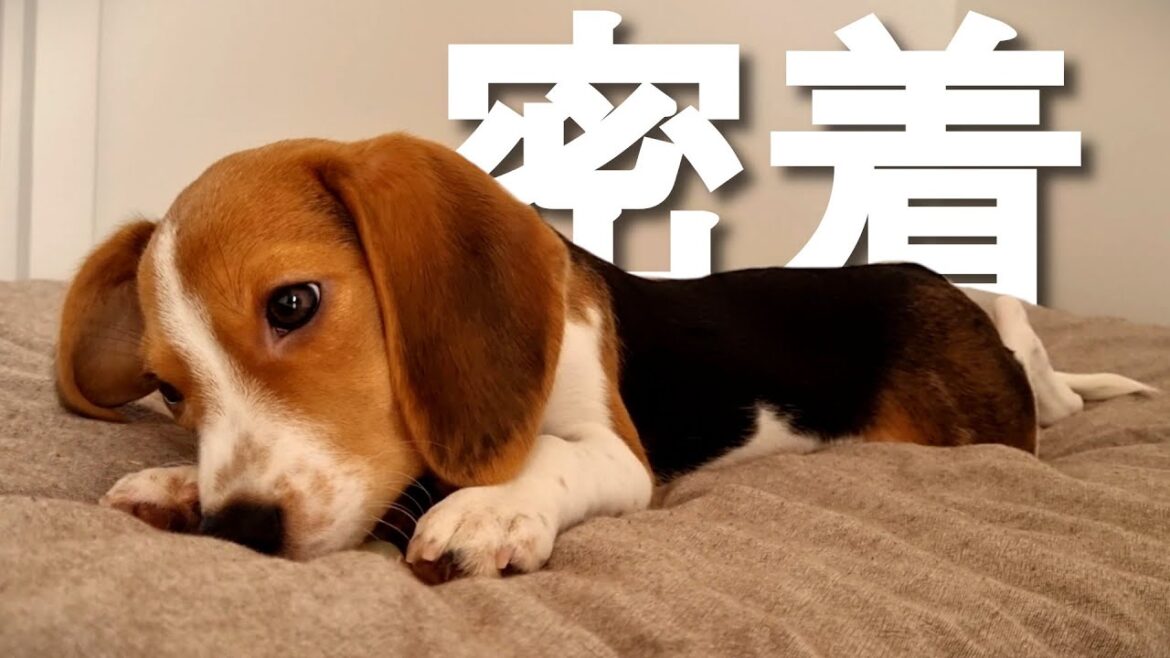 ビーグルのリアルな１日に密着したら可愛すぎた【生後５ヶ月】