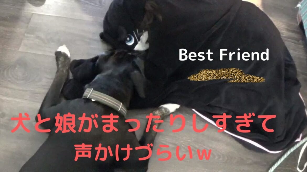 LOVE LOVE LOVE 【スタッフォードシャーテリアミックス】飼い主忘れてませんか？？？　隣にいるんですけど、、[Staffordshire Terrier Mix]