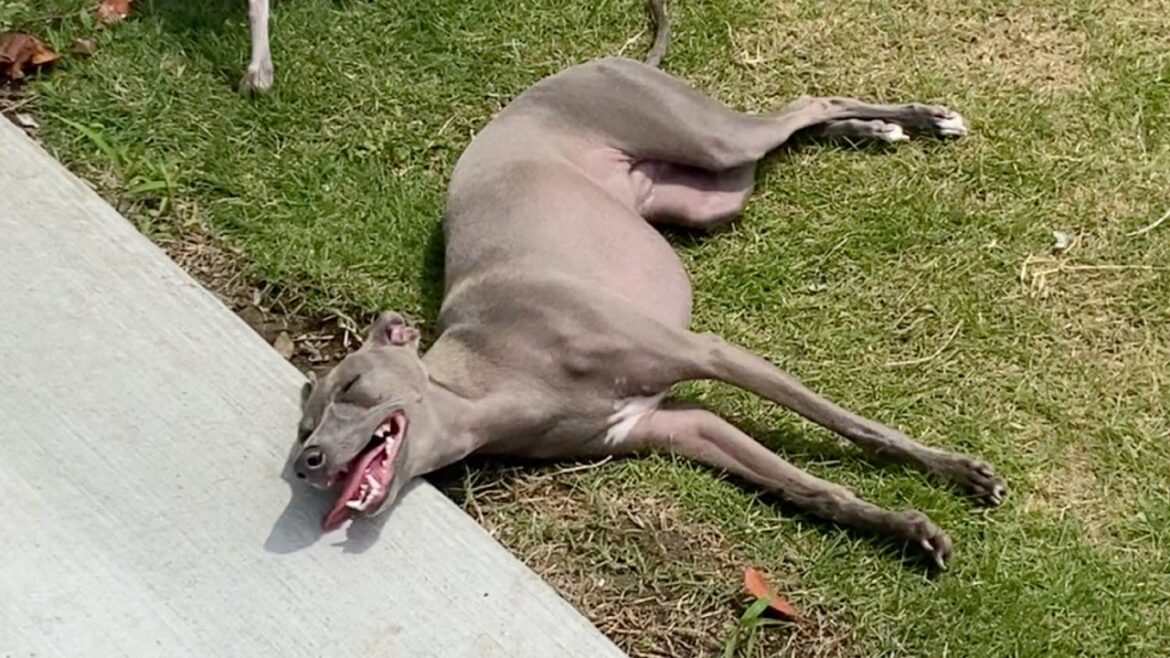 世界一だらしない犬【イタリアングレーハウンド】