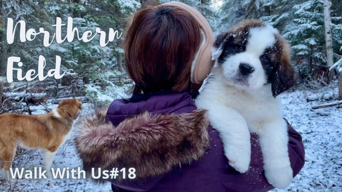 セントバーナードの子犬ボウ 初めての森歩き/一緒に散歩しよう#18/【超大型犬とカナダで田舎暮らし・海外生活】犬Vlog セントバーナードの子犬ボウ 初めての森歩き/一緒に散歩しよう#18/【超大型犬とカナダで田舎暮らし・海外生活】犬Vlog
