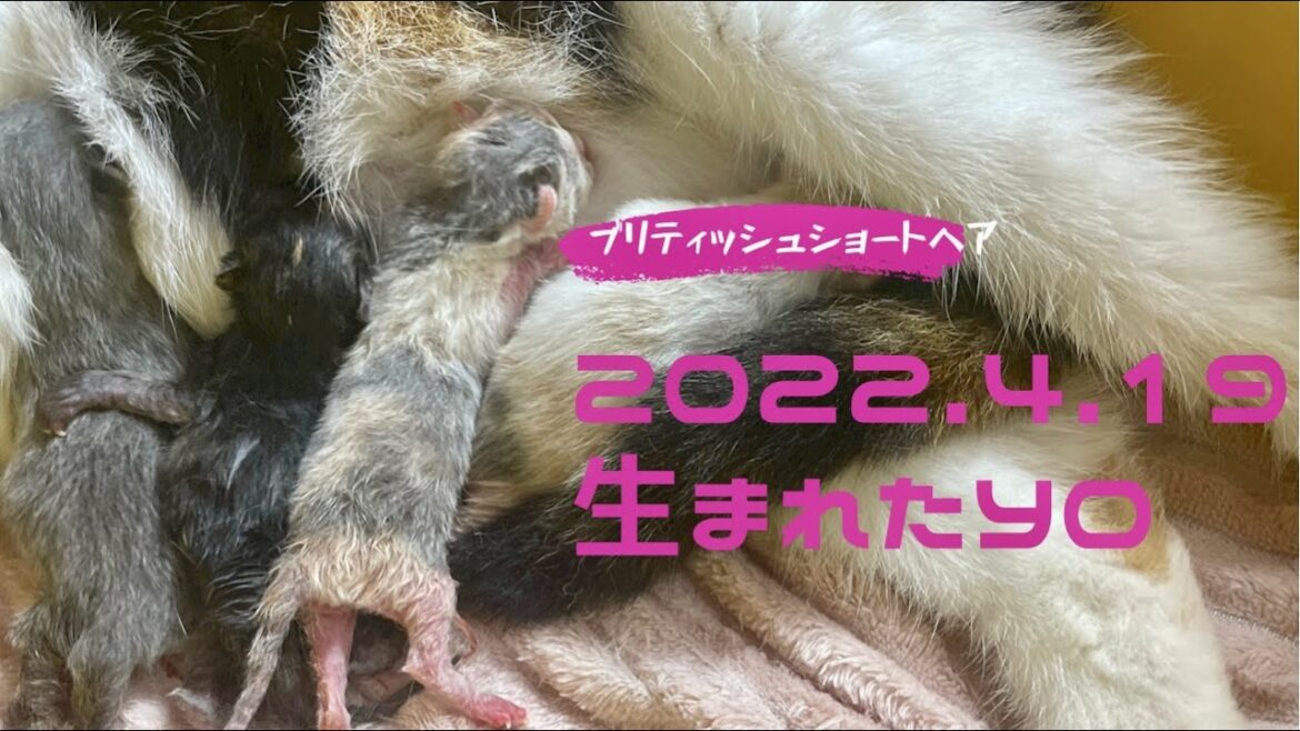 【ブリティッシュショートヘア】子猫うまれました！ミルクを求める姿を見ると一安心です。
