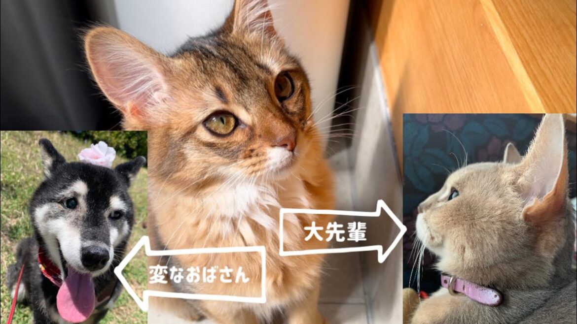 【犬と猫の相性】【 猫と猫の相性】アビシニアンとソマリと柴犬