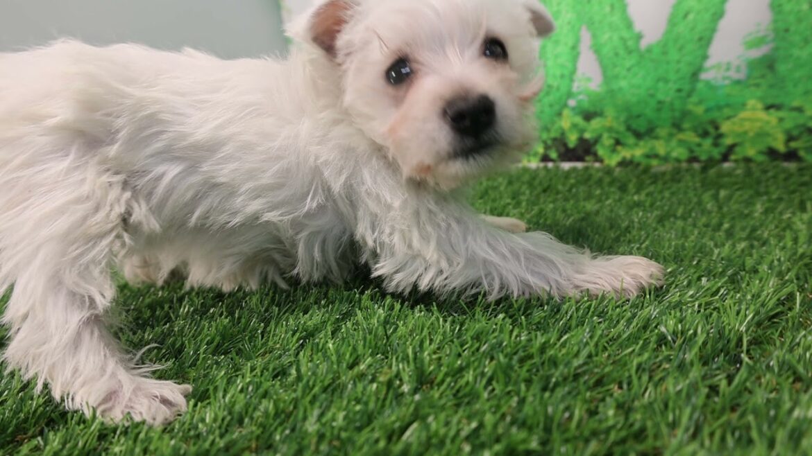 Coo&RIKU　No00565673 ウエストハイランドホワイトテリア