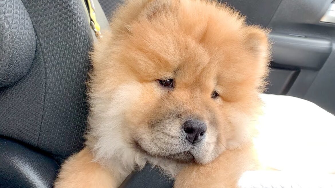 注射を打たれて泣きそうなチャウチャウがかわいい【子犬】