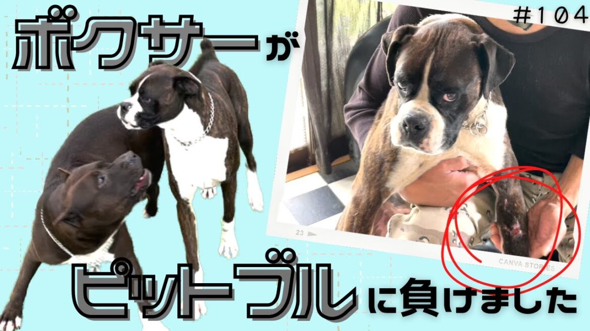 とうとう先住犬のボクサーがピットブルに負けました。。。