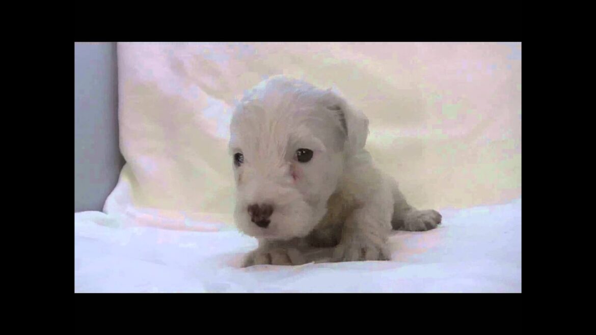 シーリハムテリアの子犬03