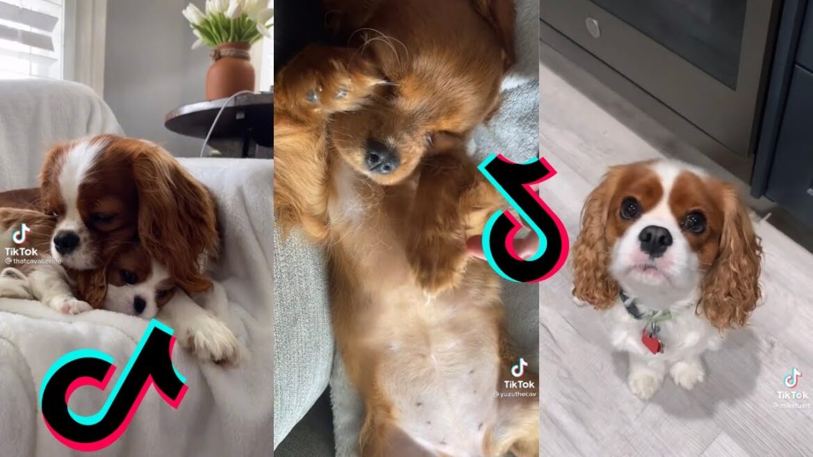 😍 かわいいキャバリア キング チャールズ スパニエル犬 😂 面白くてかわいいキャバリアの子犬と犬の動画
