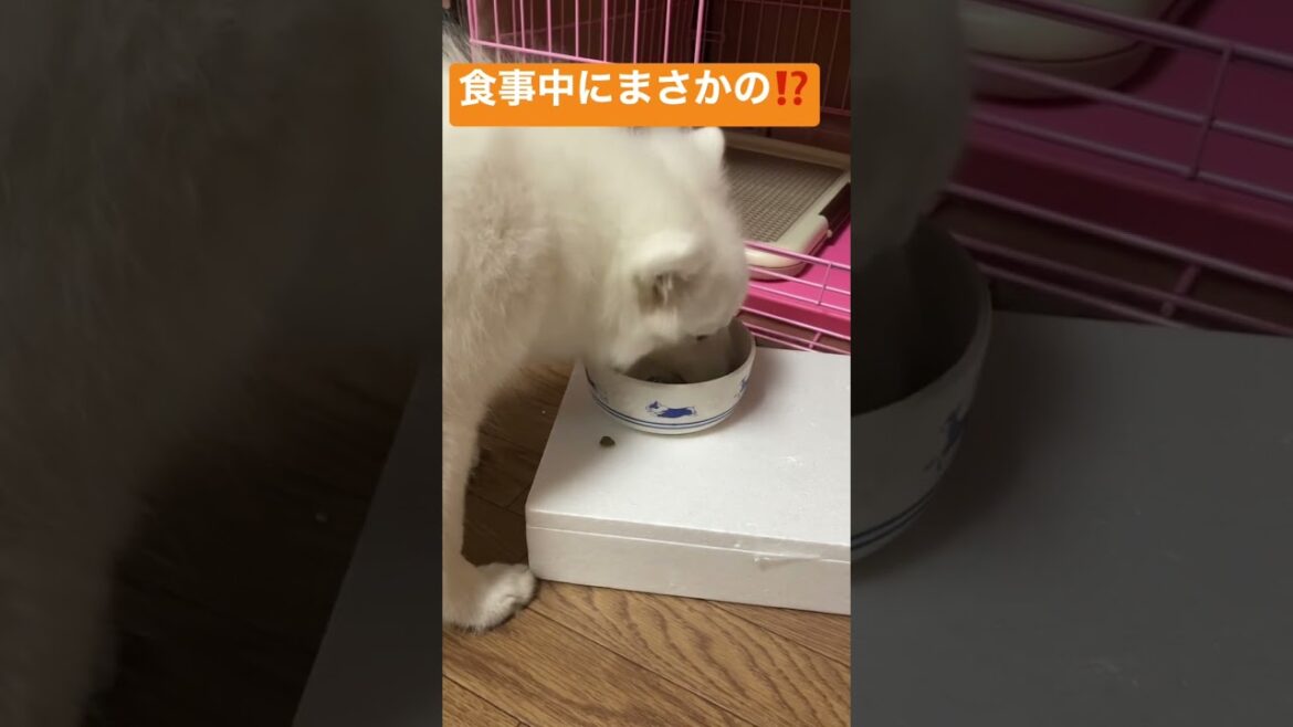 【閲覧注意】食事中にまさかの・・・【日本スピッツじゃむの食事】