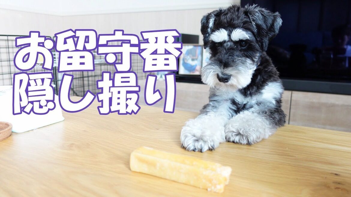 【1歳児のお留守番】ぴゃーぴゃー鳴く兄シュナウザーのお留守番の様子をこっそり隠し撮りしてみた【ミニチュアシュナウザー】 【1歳児のお留守番】ぴゃーぴゃー鳴く兄シュナウザーのお留守番の様子をこっそり隠し撮りしてみた【ミニチュアシュナウザー】