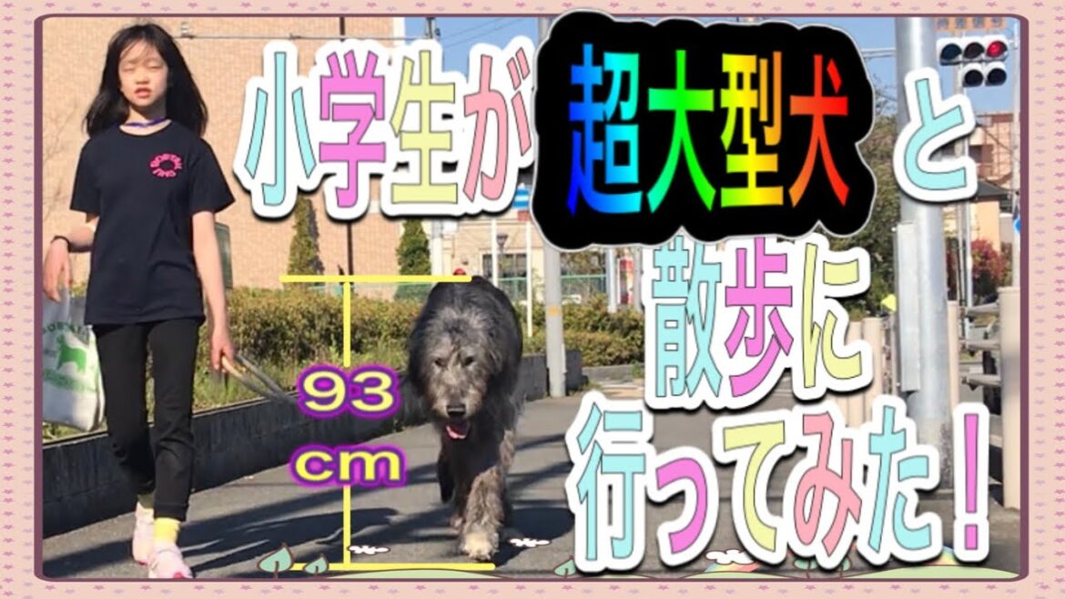 小学生が超大型犬と散歩に行ってみた❗️