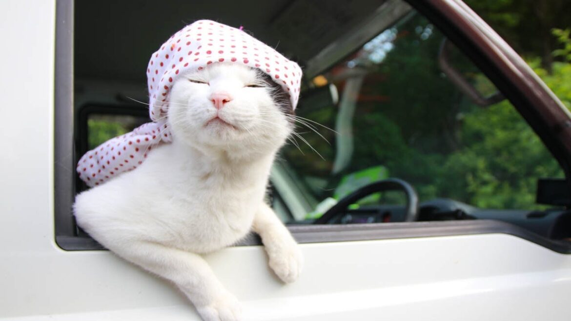 軽トラではちまき猫　220820