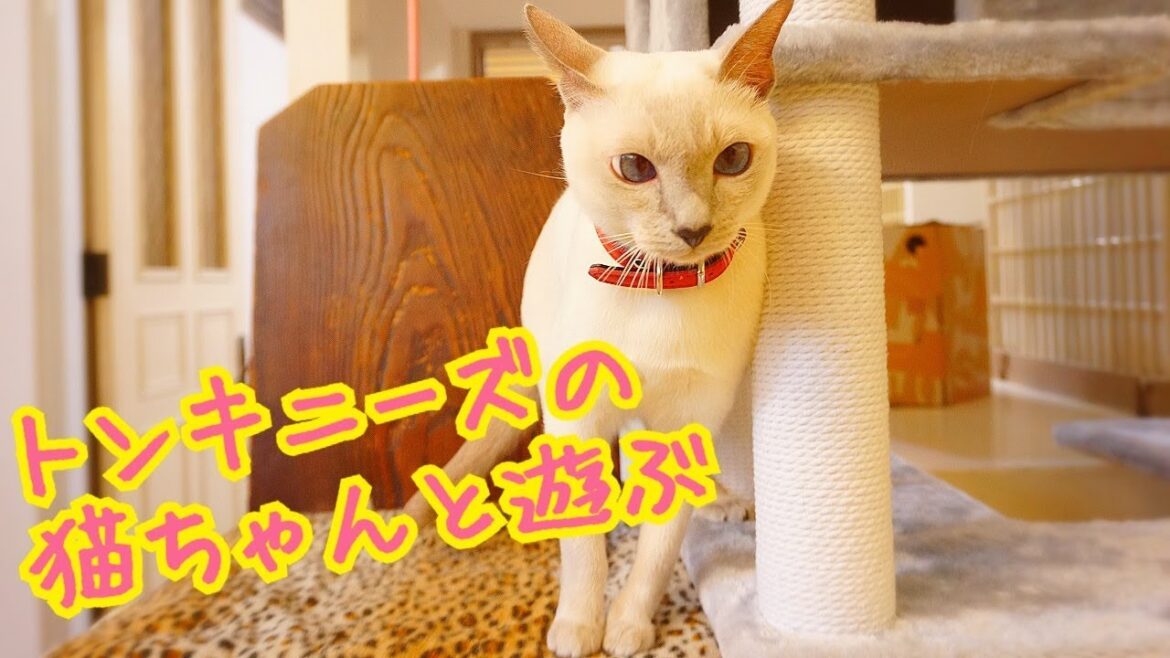 トンキニーズの猫ちゃんの動きはけっこう激しい!? トンキニーズの猫ちゃんの動きはけっこう激しい!?