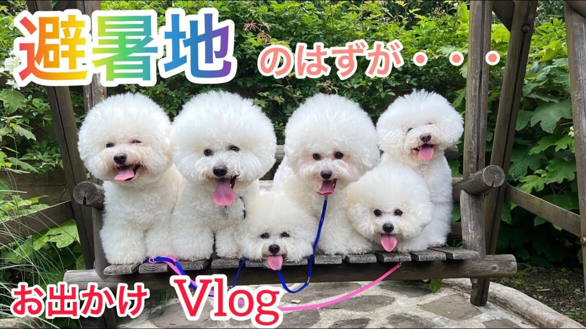ビションフリーゼの大群‼️避暑地ツアー✨【Vlog】