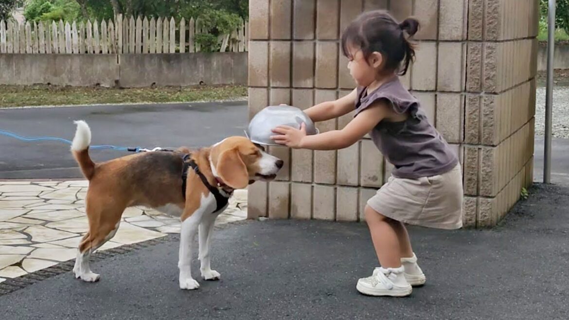 ドSな姫様に"あんな事"や"こんな事"をされるビーグル犬