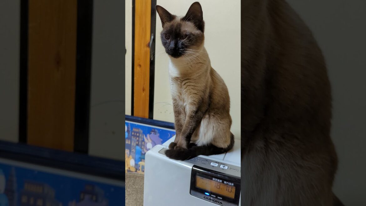 シャム猫ジャンプ - Siamese Cat Jumps - #Shorts