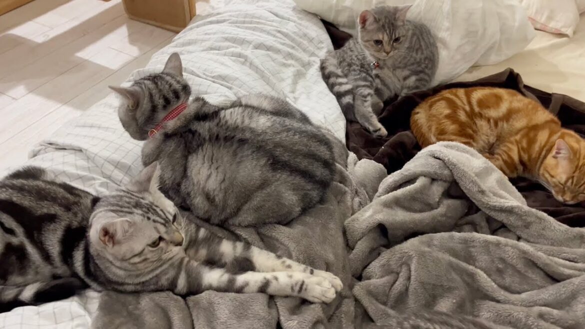 しれっと子猫たちに混ざってくつろいでるアメリカンショートヘアのあいちゃん💓