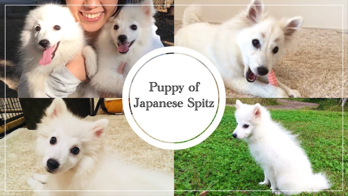 【胸キュン💕】小さくてかわいい子犬時代の日本スピッツちぃ。 【胸キュン💕】小さくてかわいい子犬時代の日本スピッツちぃ。