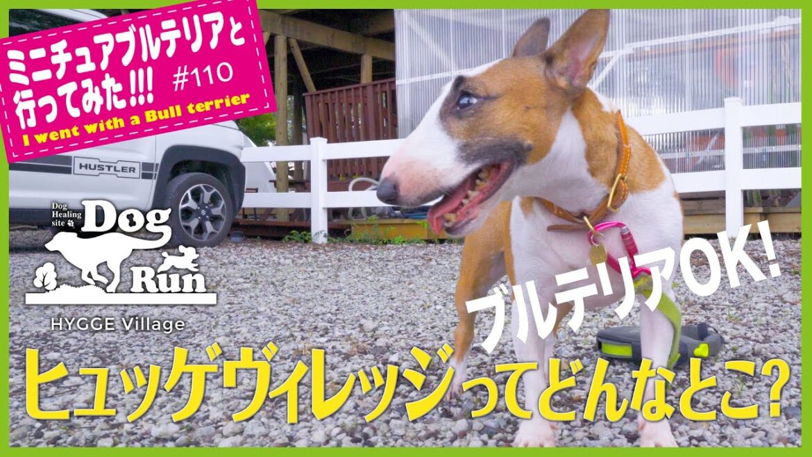 ［ブルテリア］Miniature Bull Terrier  ブルテリアがヒュッゲヴィレッジに遠征したよ！We went on an expedition to HYGGE Village!