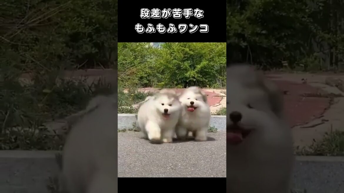 段差が苦手なもふもふワンコ
