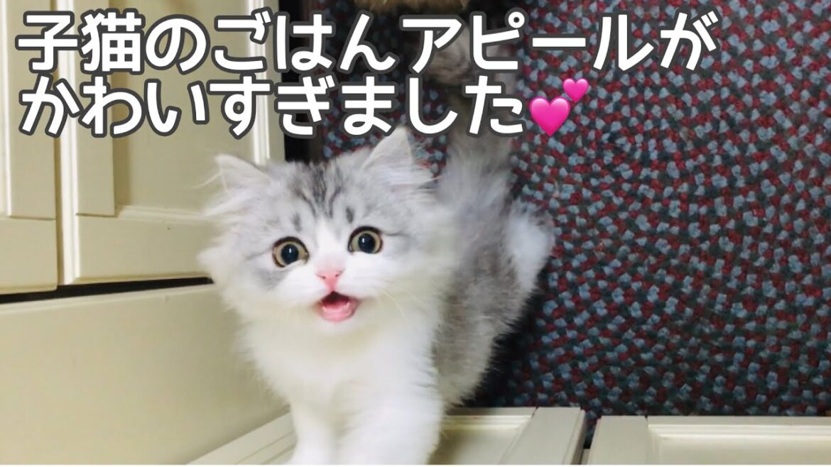 【ペルシャ猫】子猫のごはんアピールがかわいい💕
