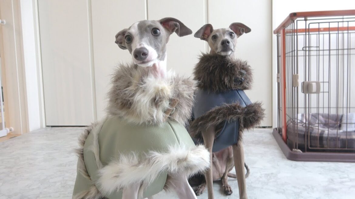 飼い主より立派なコートを着こなしてしまう愛犬たちが可愛すぎたwww【イタグレ】