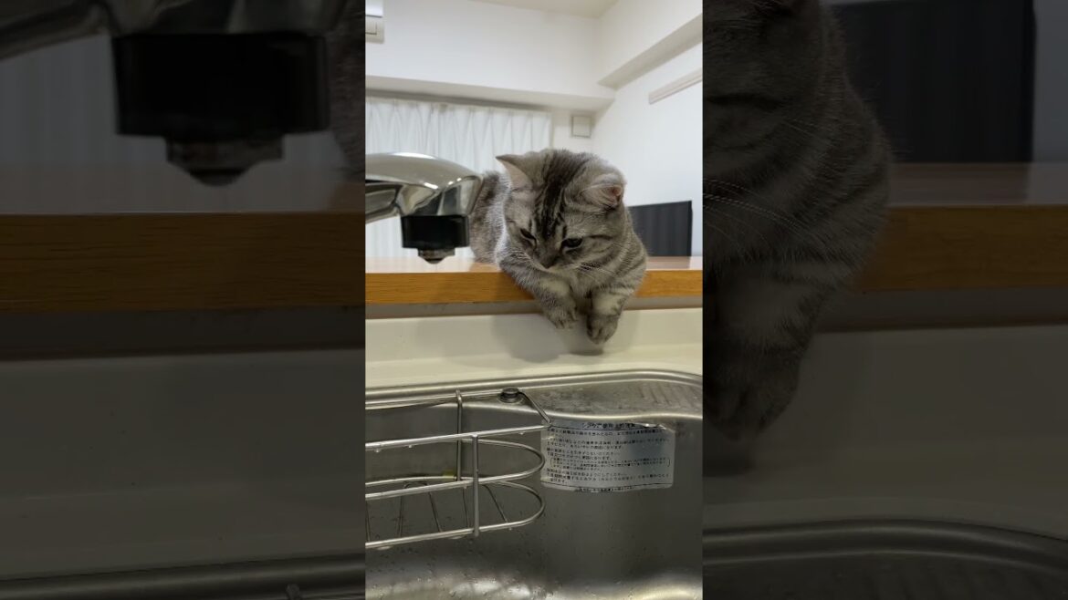 水流に驚く猫😸飛び上がります #shorts #猫 #マンチカン #cat #kitty #bts #dynamite