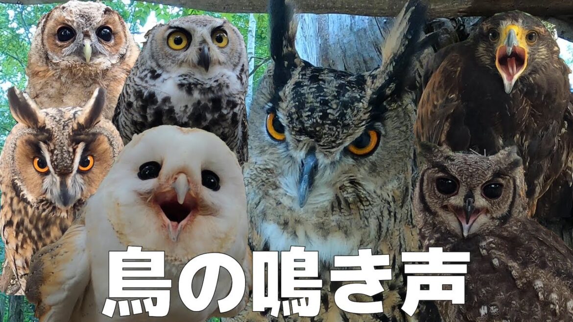 鳥たちの鳴き声集めてみた 【アビシニアンワシミミズク アメリカワシミミズク トラフズク ハリスホーク メンフクロウ モリフクロウ ベンガルワシミミズク ワシミミズク】