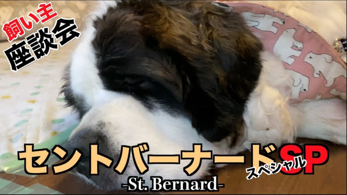 セントバーナード飼い主SP！ハァハァが止まらない笑【飼い主座談会】