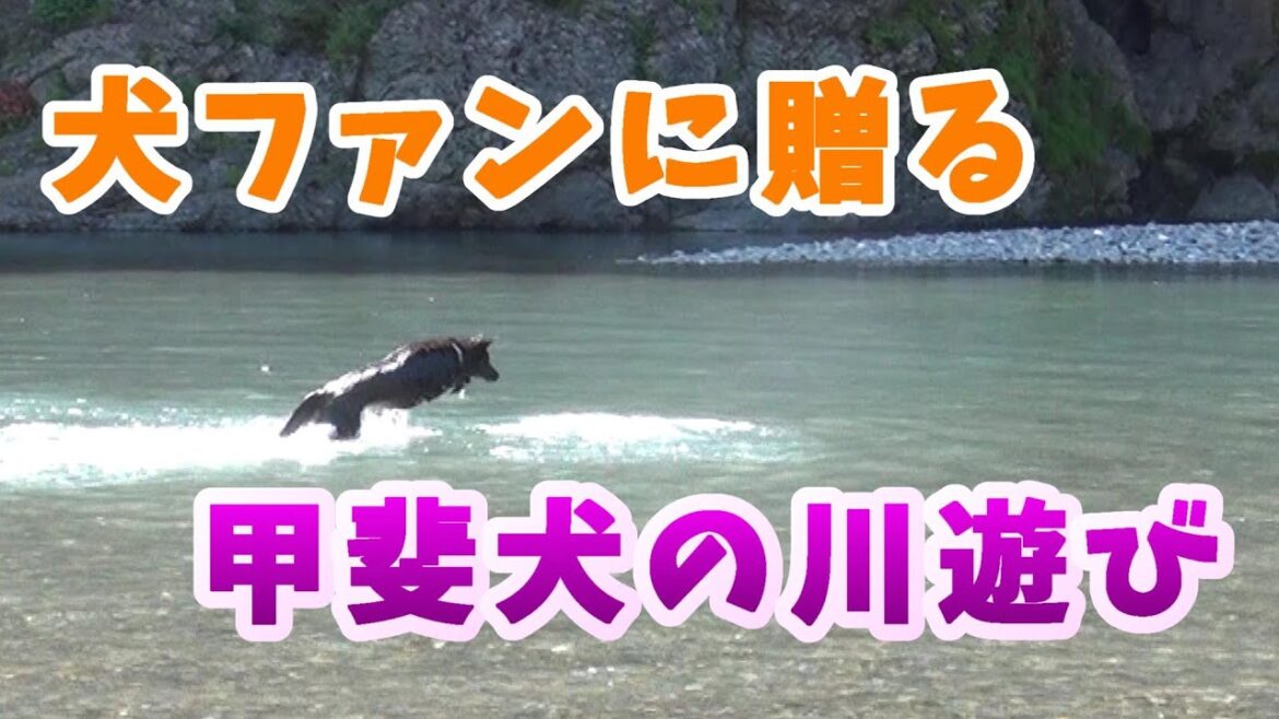 Dog plays in the river (eng sub)