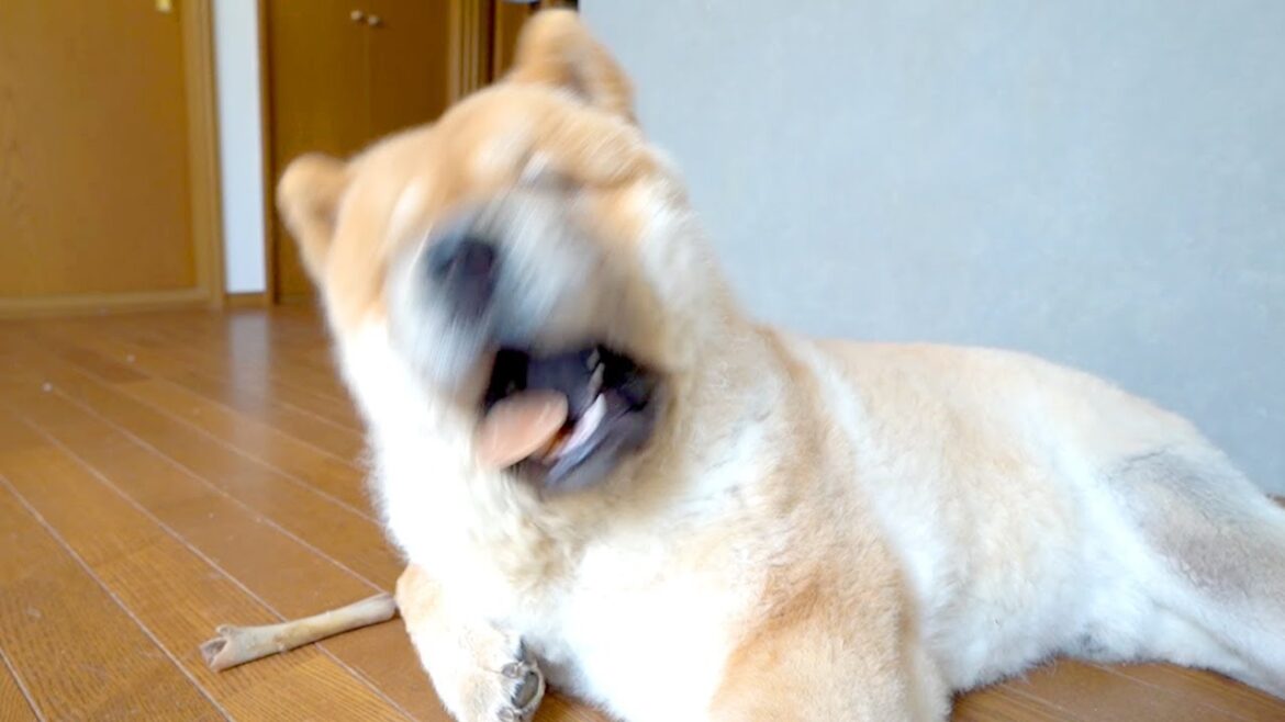 すごく食べにくいおやつに苦戦するチャウチャウ犬がかわいい