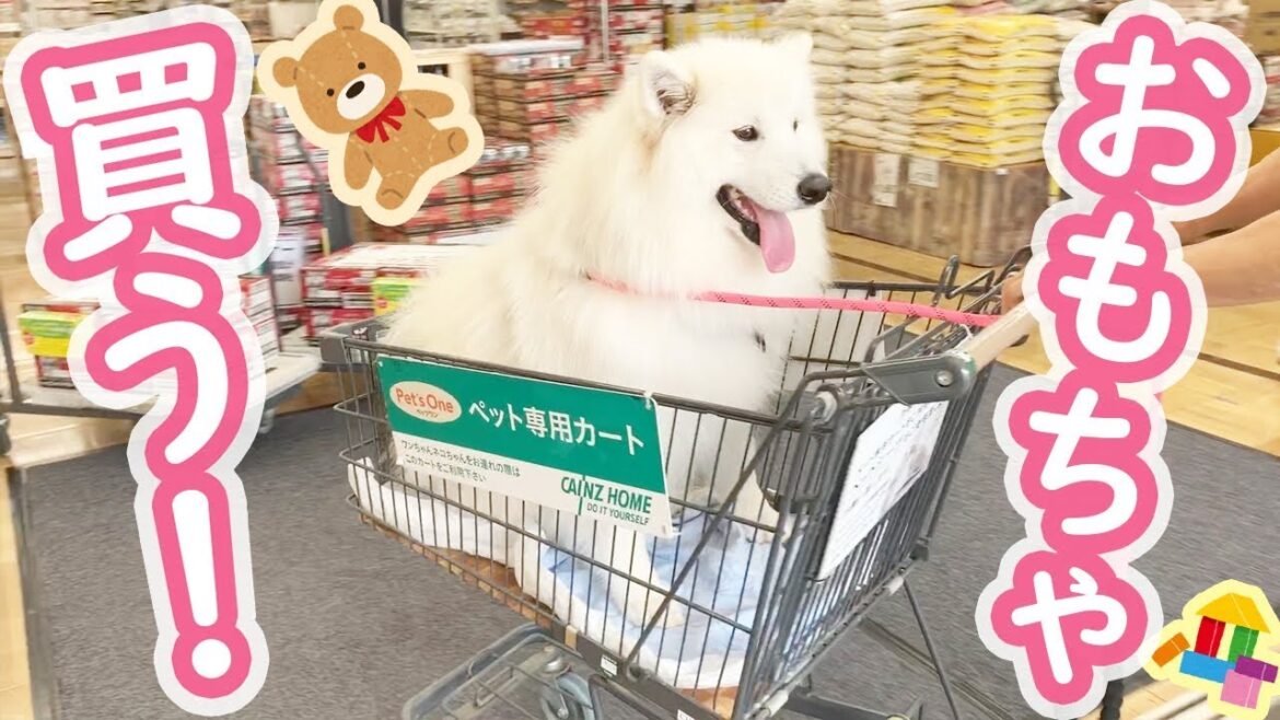 ホームセンターでお買い物するかわいいサモエド