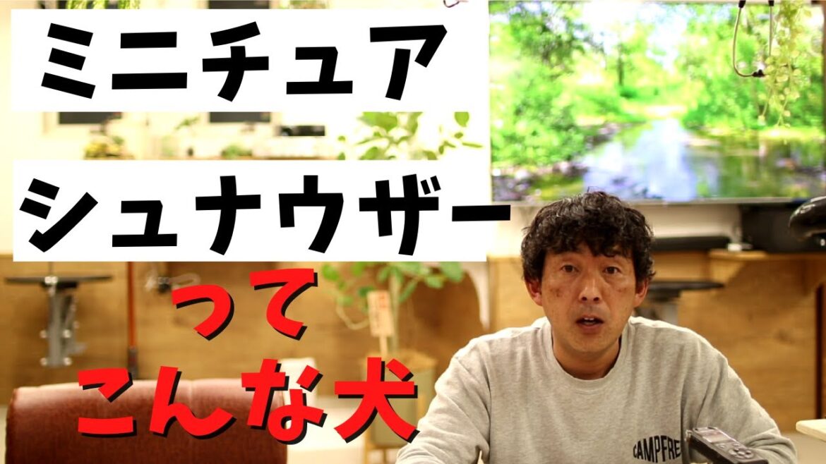 シュナウザーを飼う前に見る動画。【ミニチュアシュナウザー】