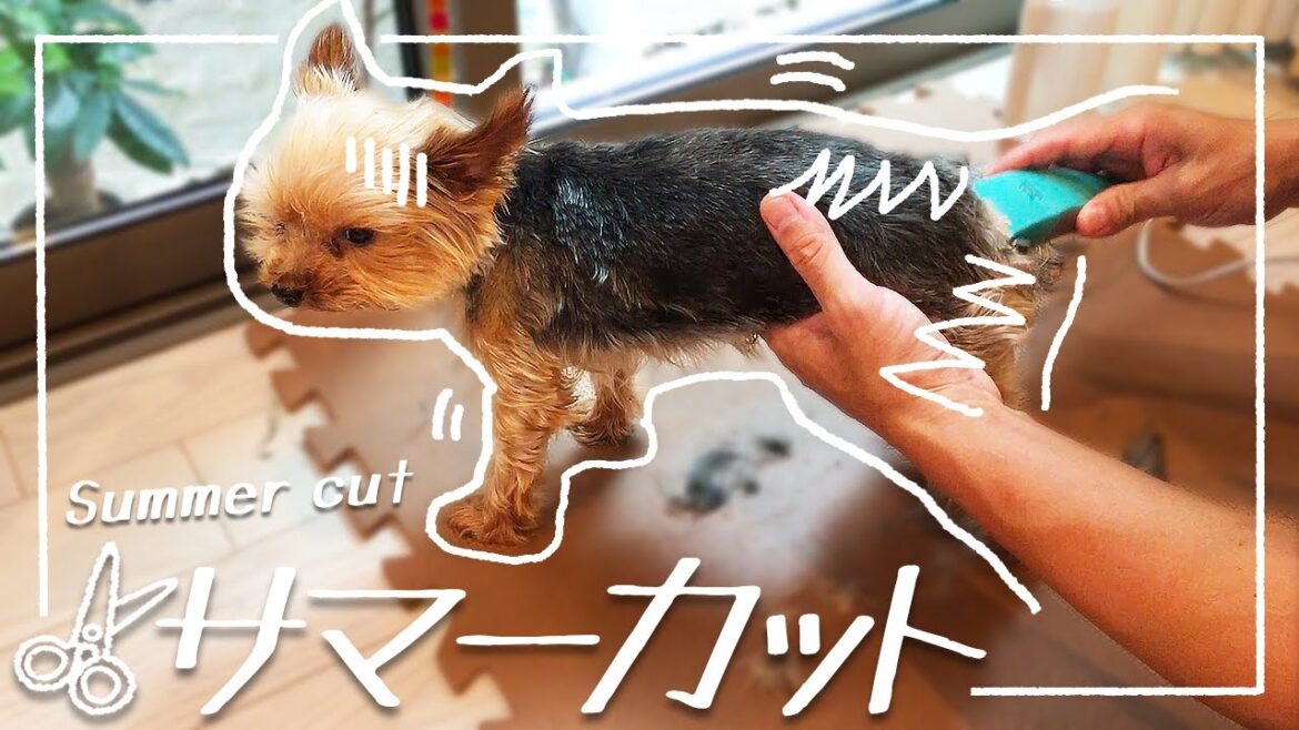 毎年恒例のサマーカット 【ヨークシャテリア 犬】