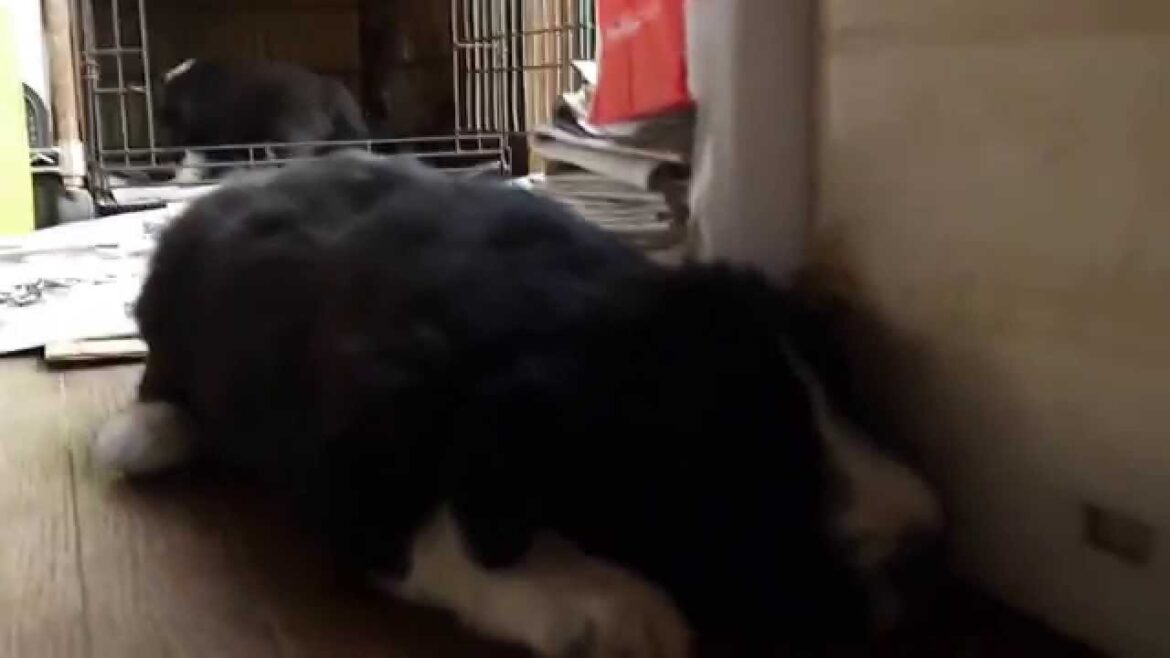 ビアデッドコリーの子犬生後31日目東京ブリーダー