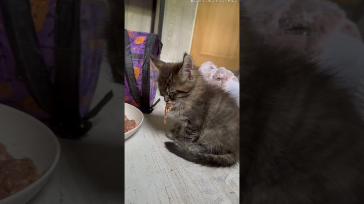 Kitten Falls Asleep While Eating || ViralHog
