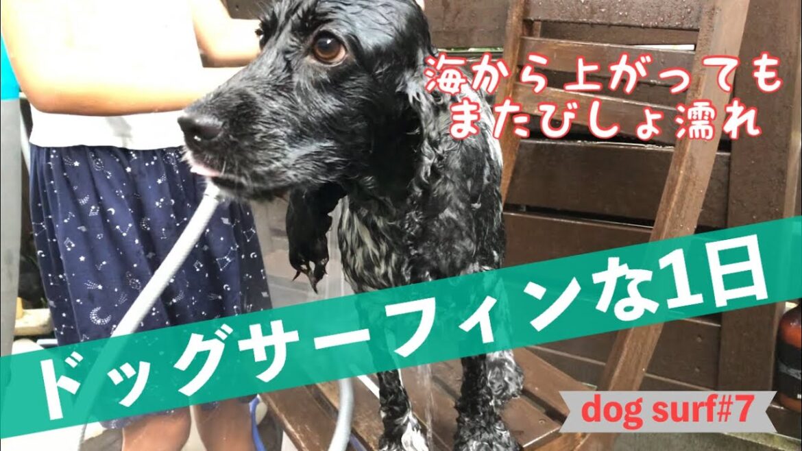 【ドッグサーフィン#7】ドッグサーフィンな1日　イングリッシュコッカースパニエル「ミミ」の気持ち