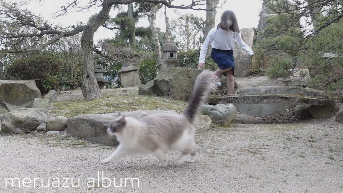 【ラグドール】脱走して飼い主を困らせる猫