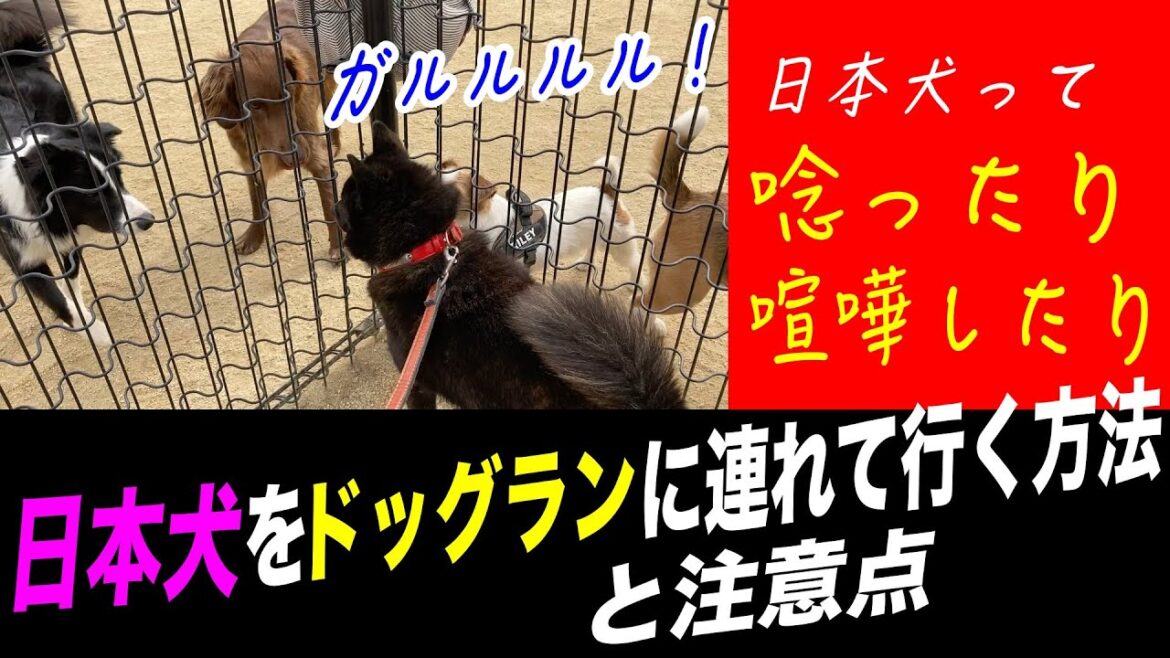 日本犬がドッグランを利用する際の注意点【甲斐犬一休】