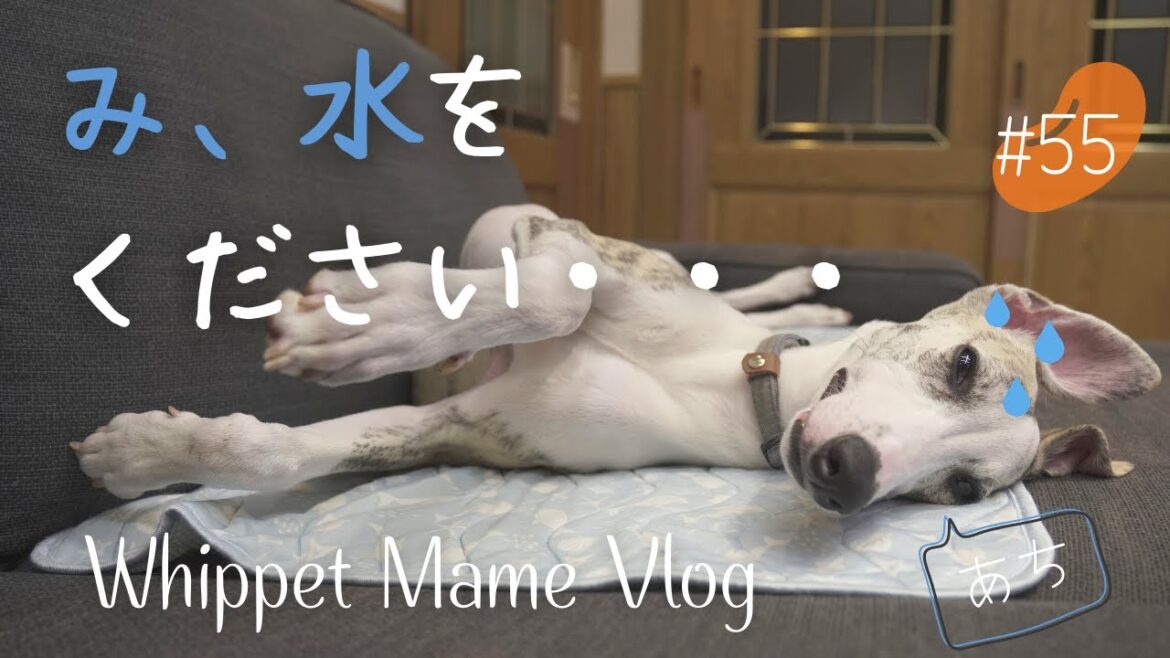#55 川で洗顔する子犬がかわいい! ウィペット、水を求めて川へ！