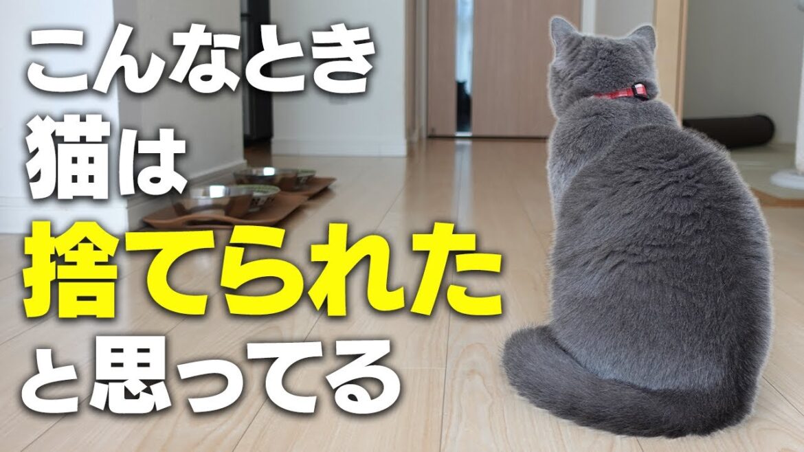 猫が飼い主に捨てられたと感じる行動5選