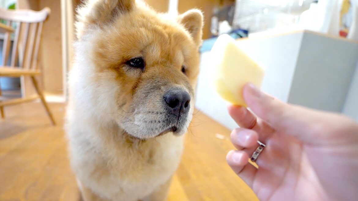 始めてりんごを食べるチャウチャウ犬の反応がかわいすぎる